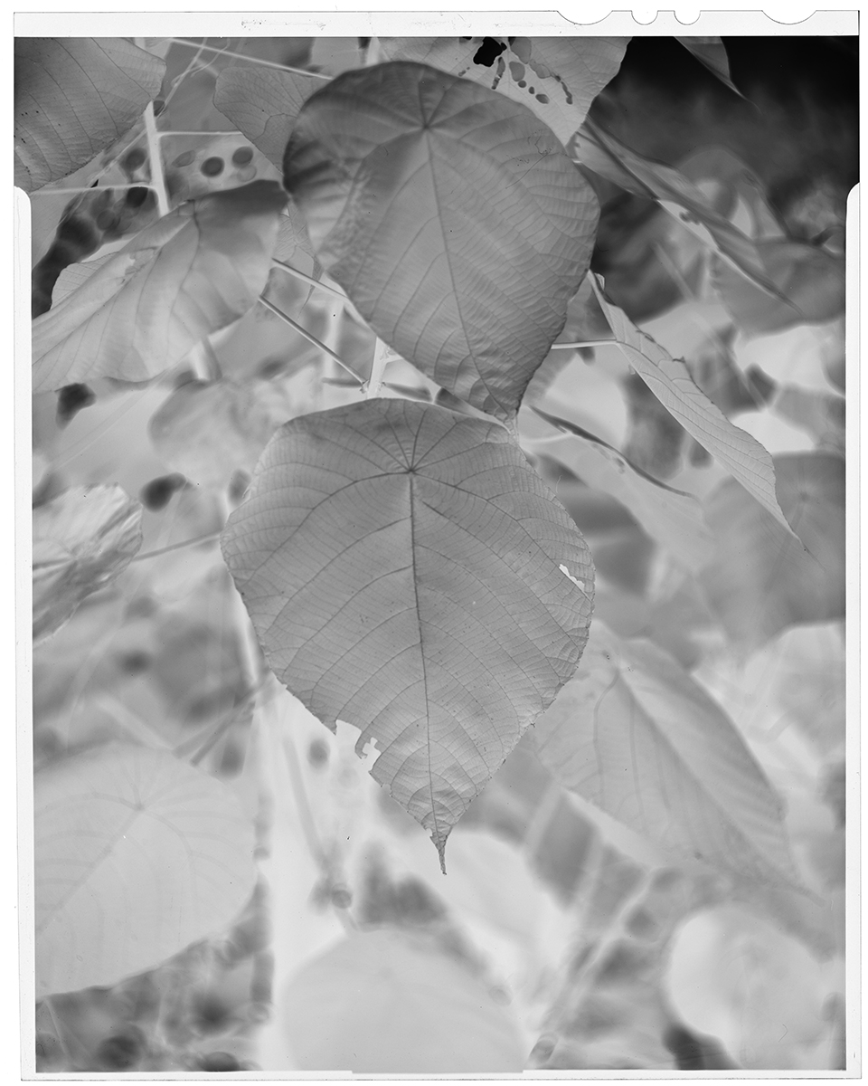 Foliage #8_Pulikkal S_Unni